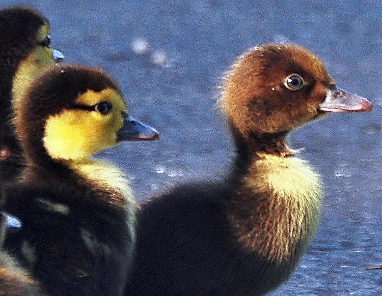 2 ducklings